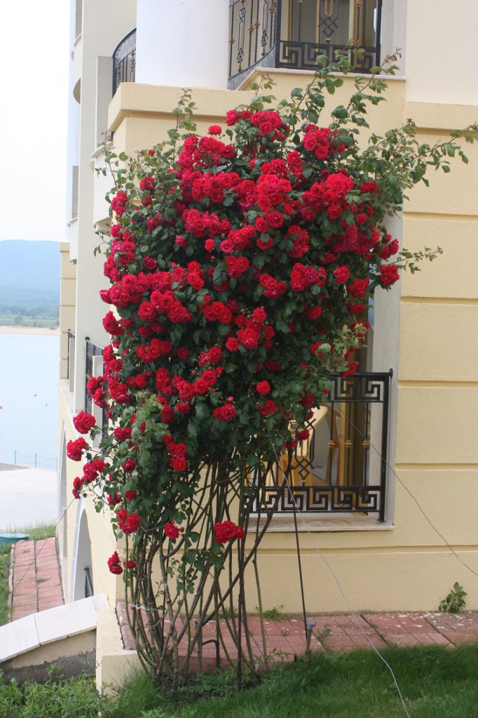 Болгария отели_2012 1041.jpg